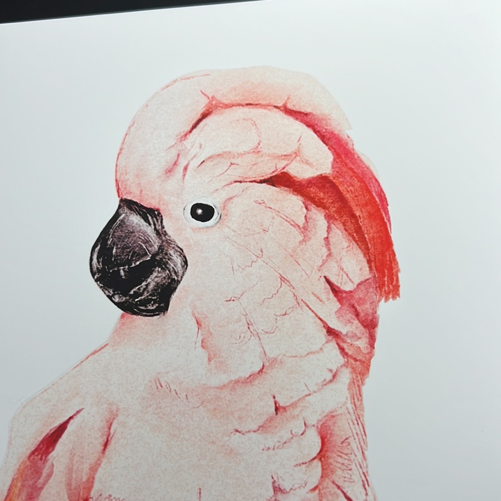 Wall Art Tropical Bird Portrait Print Unframed - Picture 12 of 15
